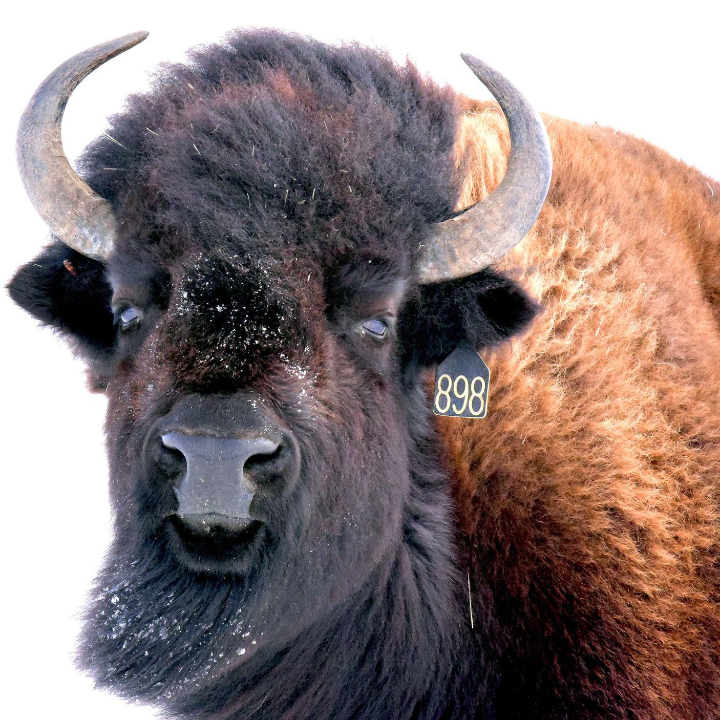 Banner Co Rancher Motivated By Reverence For Bison Out Yonder