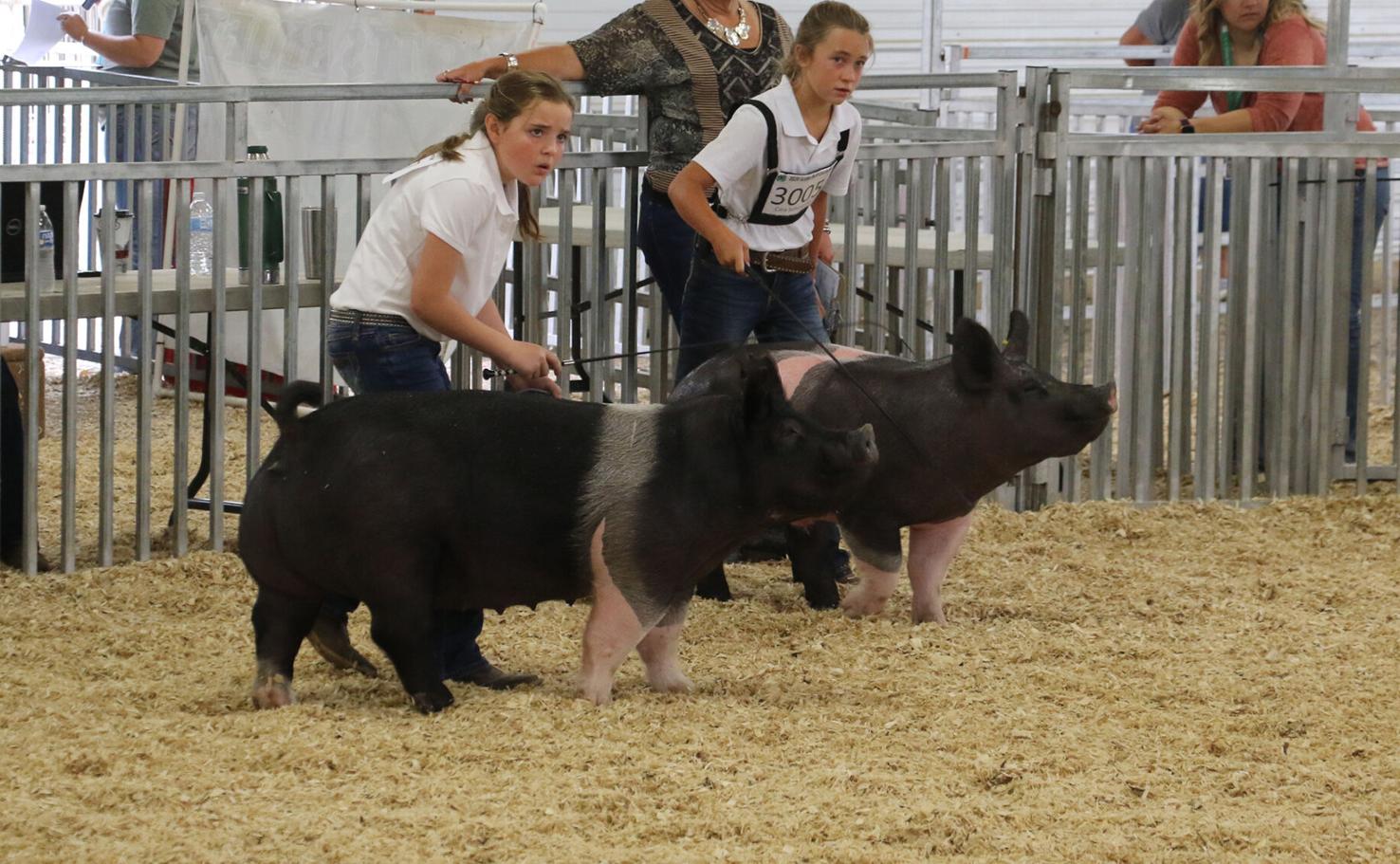 PHOTOS Scotts Bluff County Fair Swine Showmanship 2020