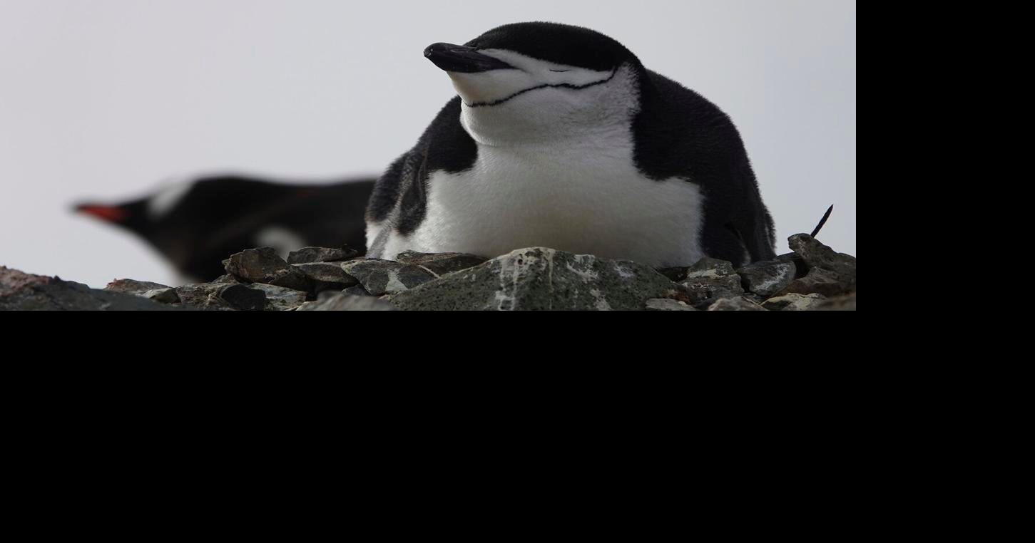 Penguin Egg Holders - Shut Up And Take My Money