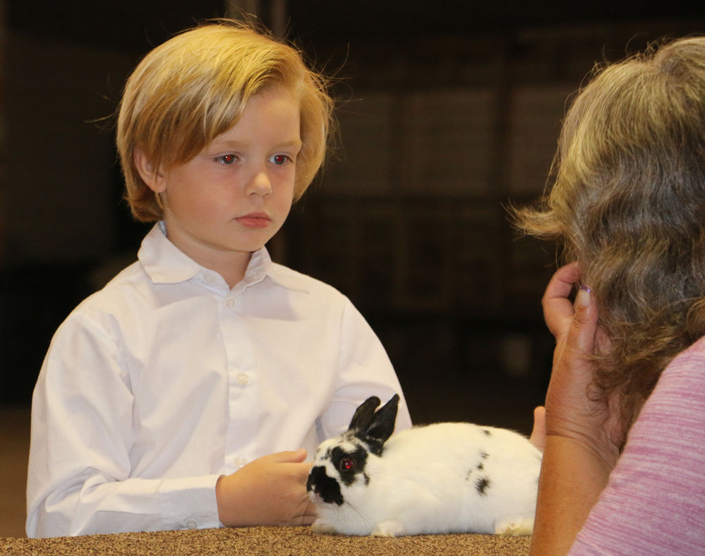 Local ARBA club bringing rabbit show to the Panhandle