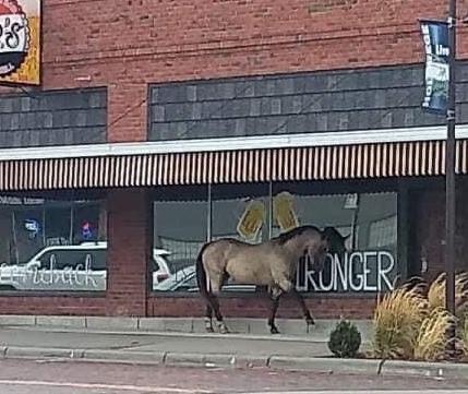 Horse tries to walk in to a bar