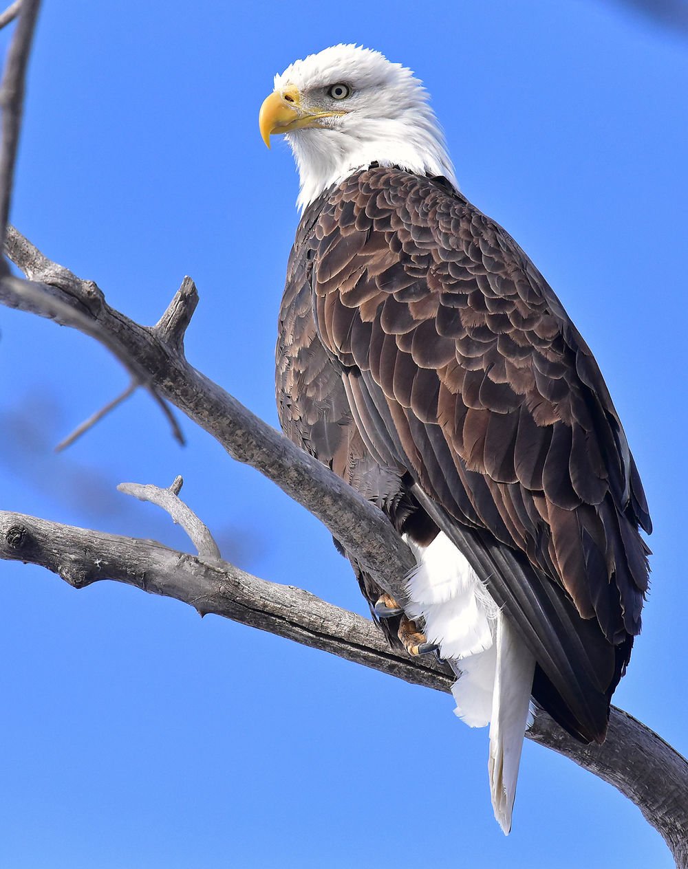 Soaring again: Bald eagles setting nesting records as their recovery ...