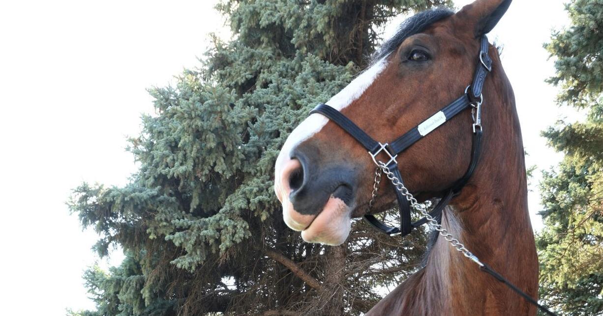 Lester the Budweiser Clydesdale visits Gretna on swing through Nebraska - Vimarsana News