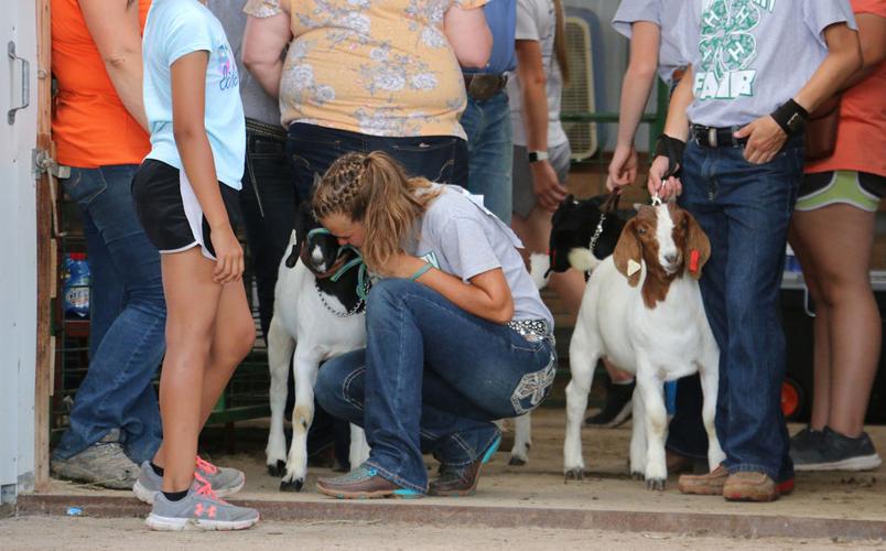 Plenty of action at the Morrill County Fair with swine, sheep and goat