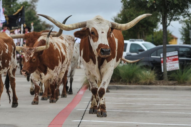 Texas Stampede Cattle Drive Allen American