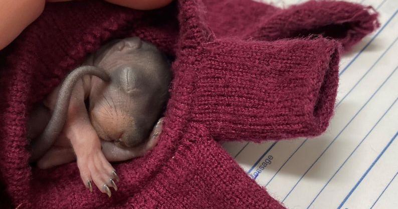 Baby squirrel rescued, kept warm in McKinney employee’s glove ...