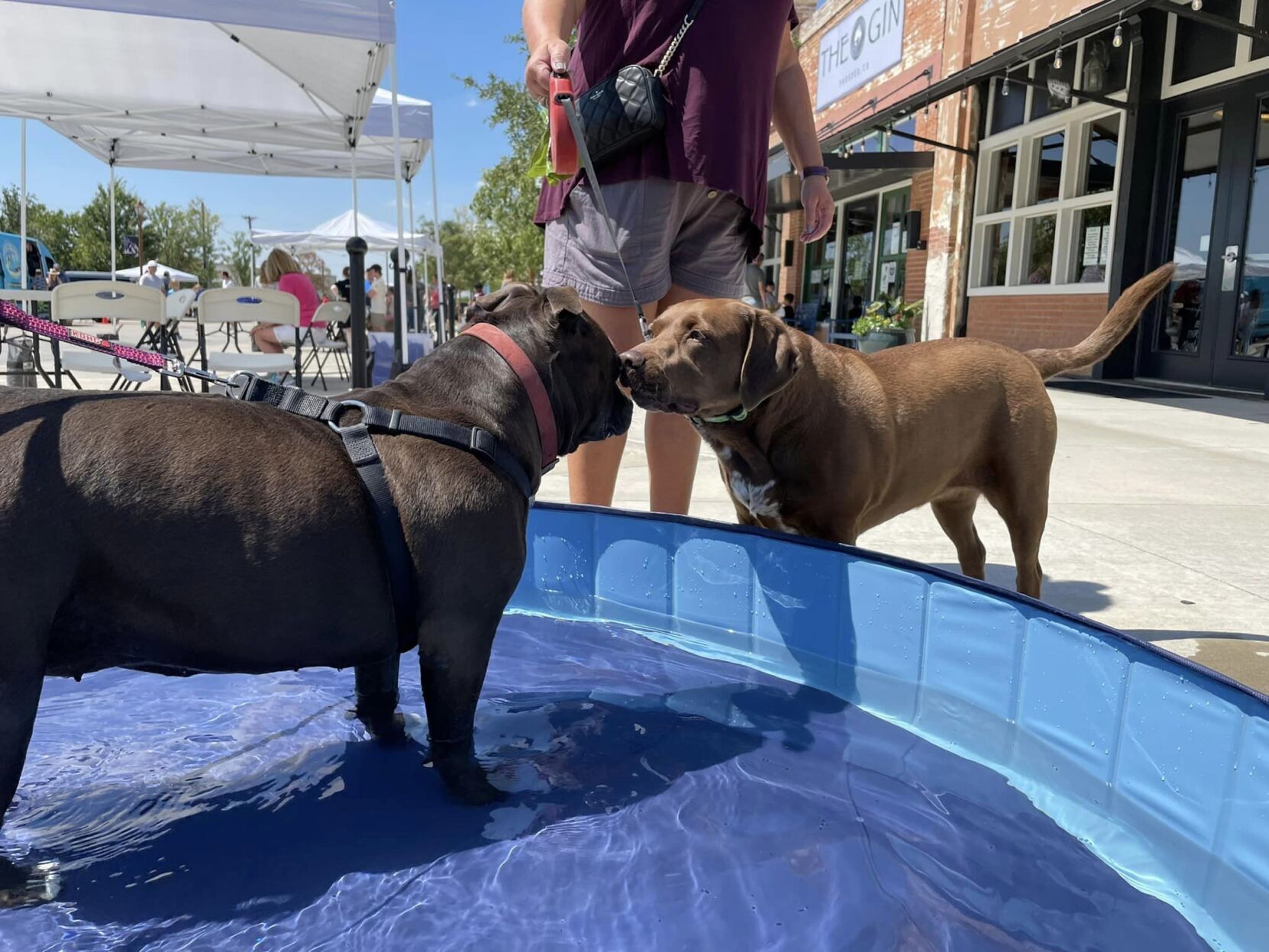 Paws on Broadway event to end Prosper s Discover Downtown series