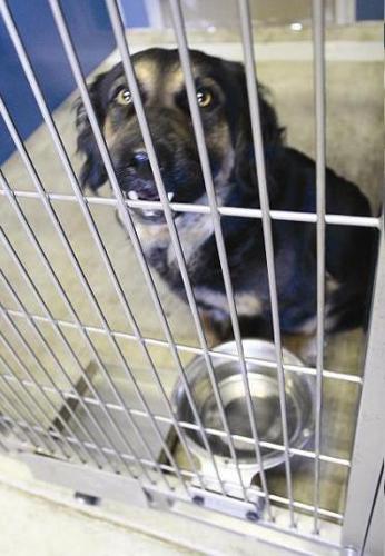 Shelter reaches its limits: Sunnyvale Animal Control reaches out to  residents for adoption help | News 
