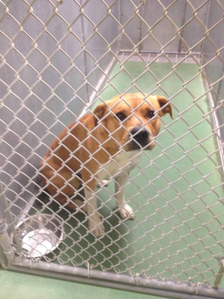 the colony animal shelter