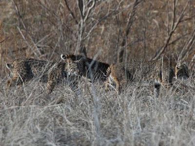 Year Of The Bobcat? CT Sightings On The Rise: Town-By-Town Updates