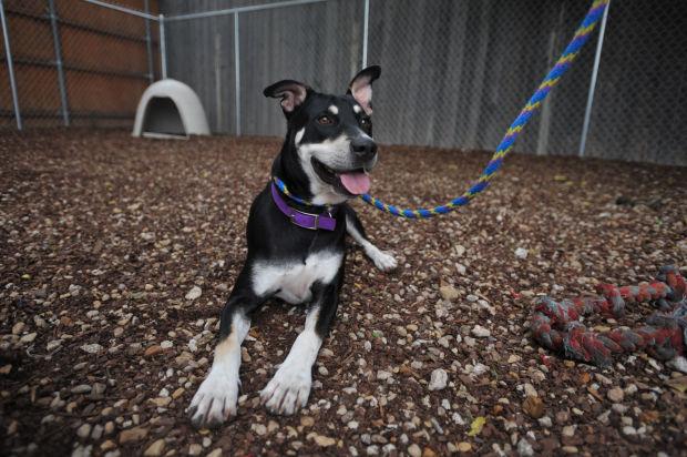 Animal shelter gives pets a Second Chance News
