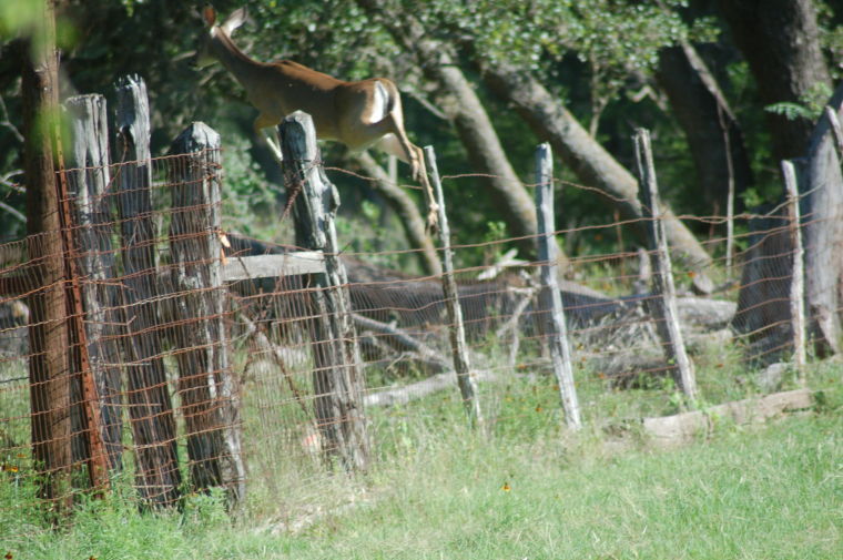 Is hunting highfenced ranches sporting? Here’s how they affect the