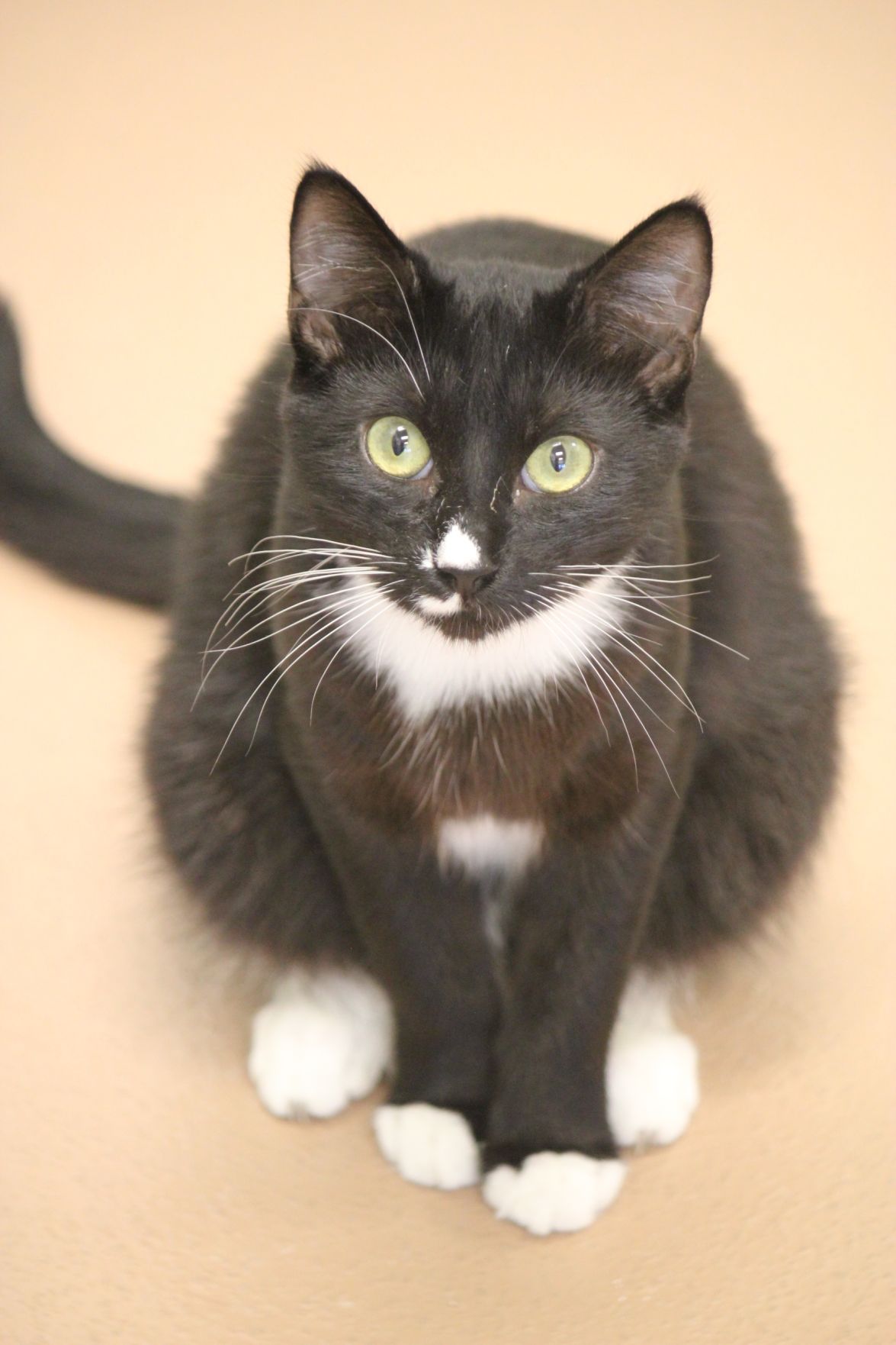 Plano Animal Shelter Pets of the Week: Oct. 2, 2015 | News