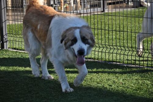 great pyrenees mix with saint bernard