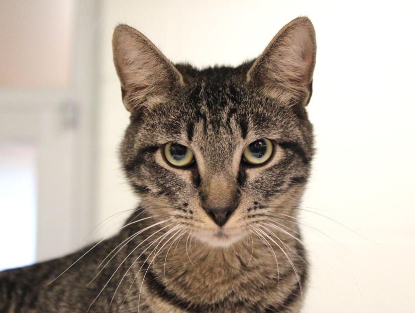 Plano Animal Shelter pets of the week: April 30, 2016 ...