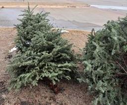 flower mound to offer free christmas tree recycling news flower mound to offer free christmas tree recycling news