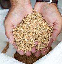 Organic Hulled Oat Groats Hull Removed