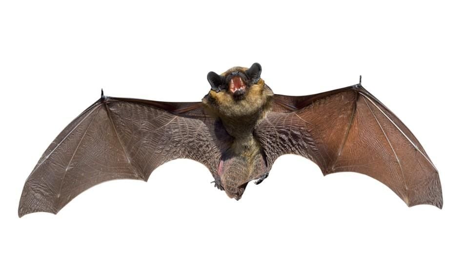 Children seen playing with rabies infected bat in Lewisville | News