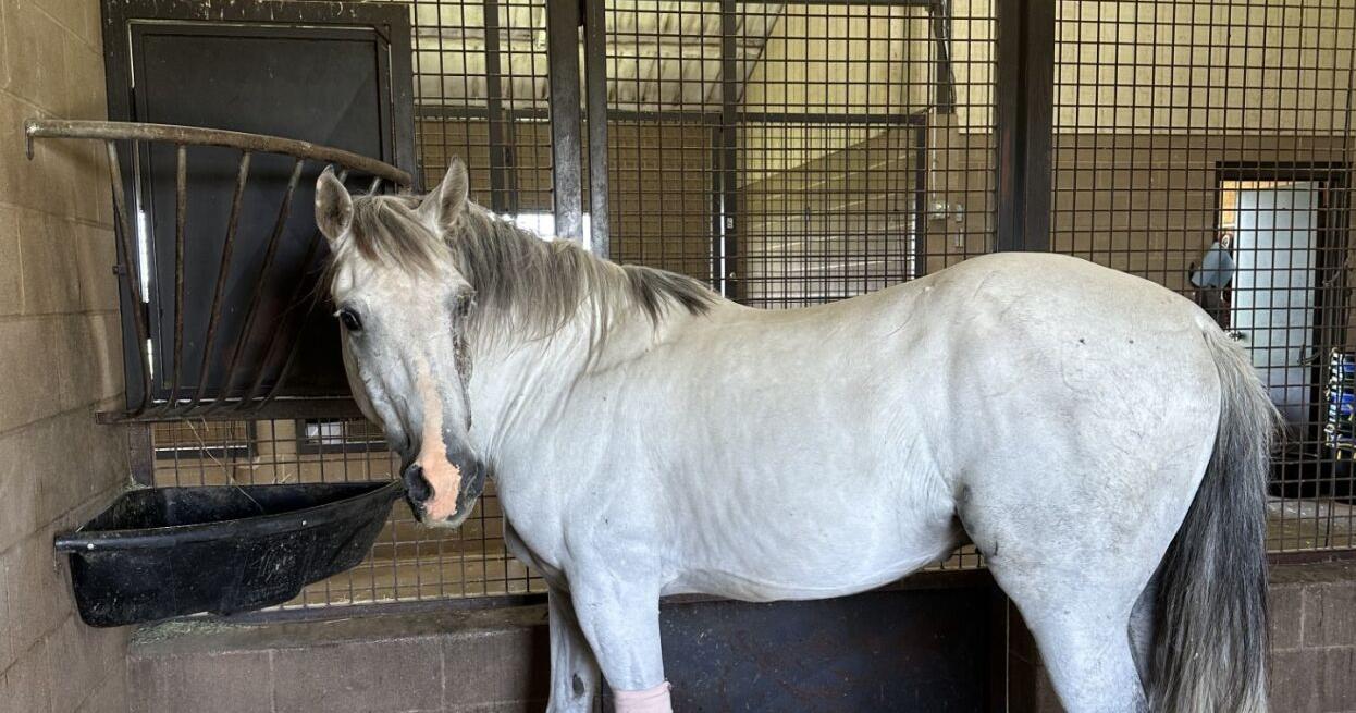 CELINA STRONG: 'In awe of the community coming together,' says Crowterre Equestrian owner impacted by tornado | Celina Record News - Vimarsana News
