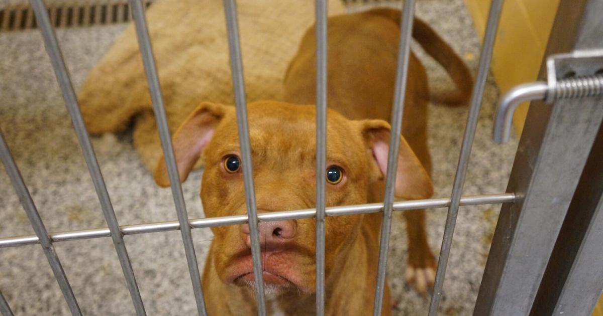 Plano Animal Shelter and other shelters see surge in donations for 