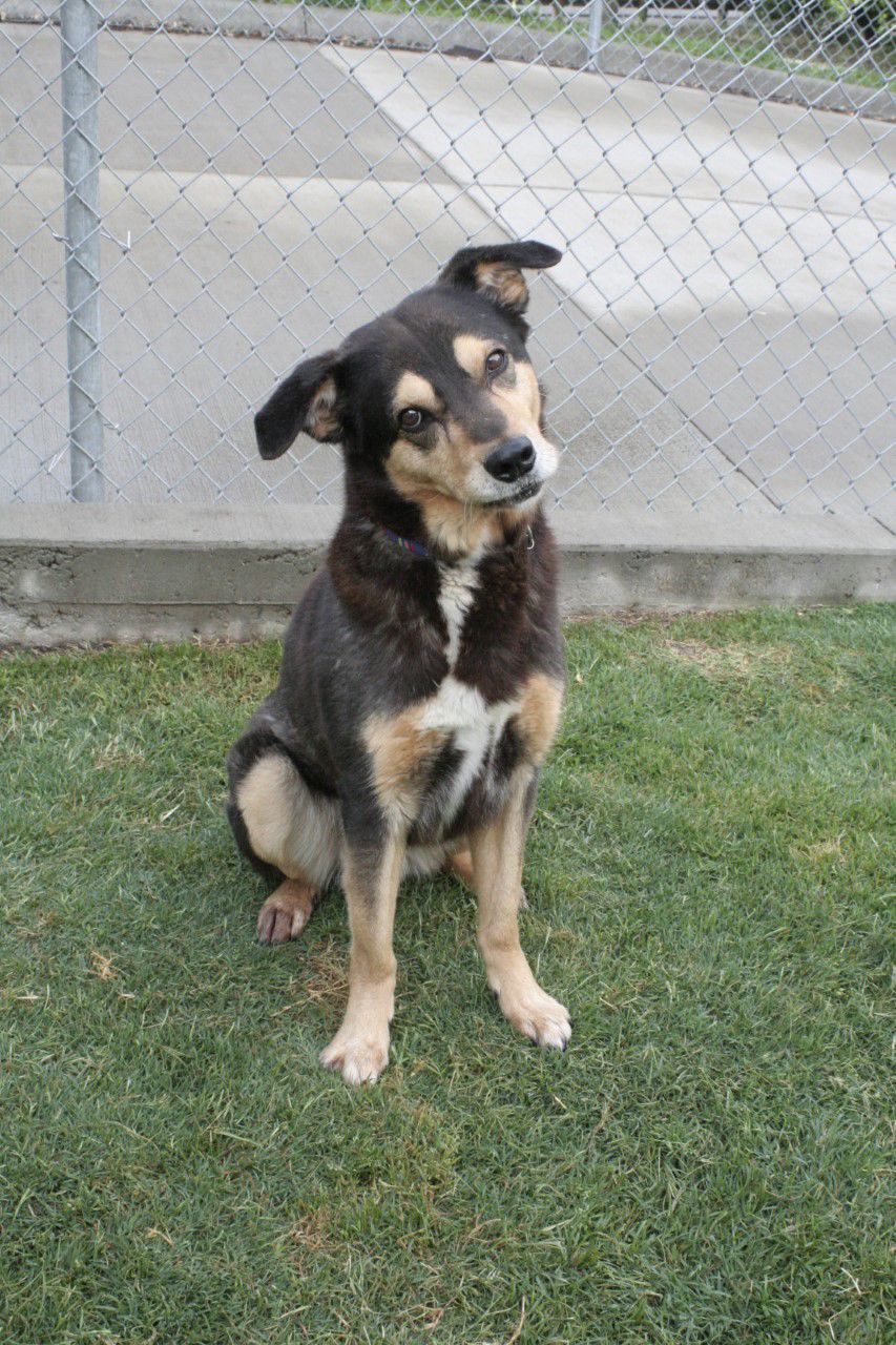 Allen pets of the week May 2531 News