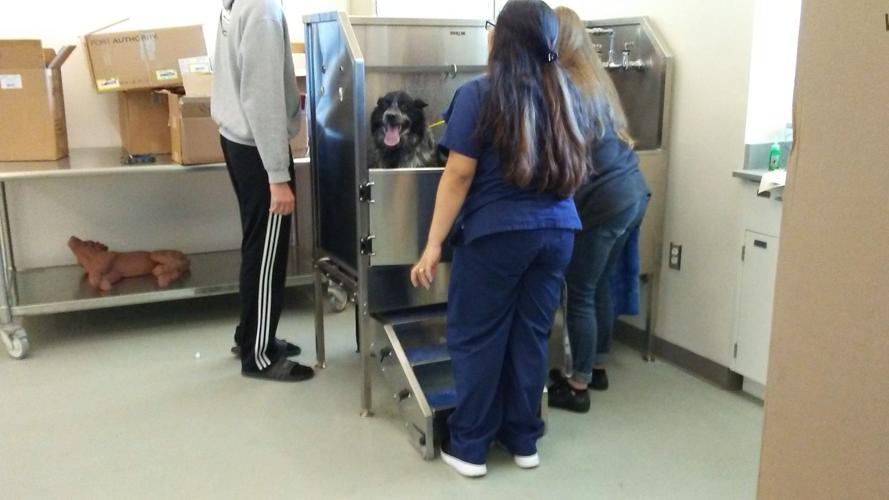 Barks ‘n Bubbles News