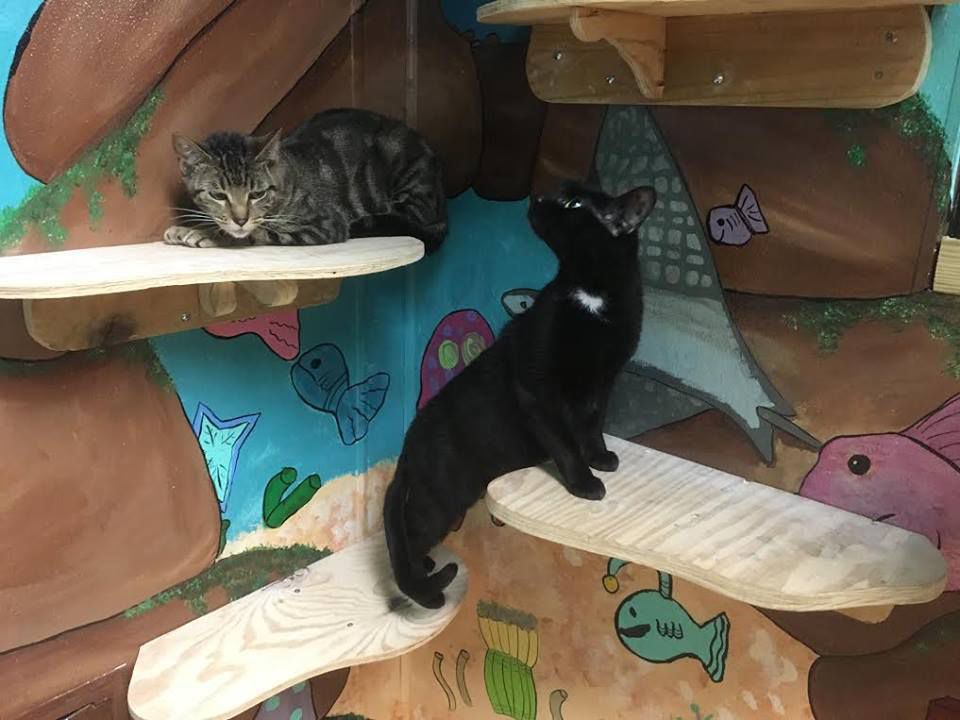 The Colony Animal Shelter cat room gets inspiring makeover The Colony
