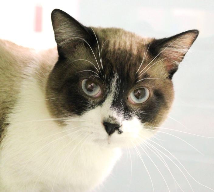 May 10 Plano pets of the week | News | starlocalmedia.com