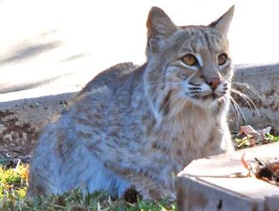 Large bobcat photographed in Liberty Township 