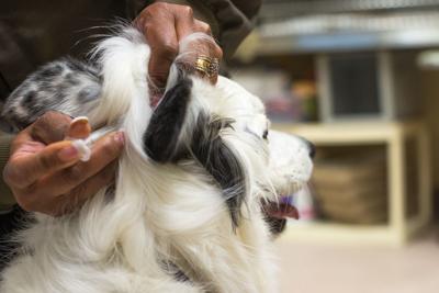 Flower Mound to offer low cost vaccine clinic for pets | The Leader |  