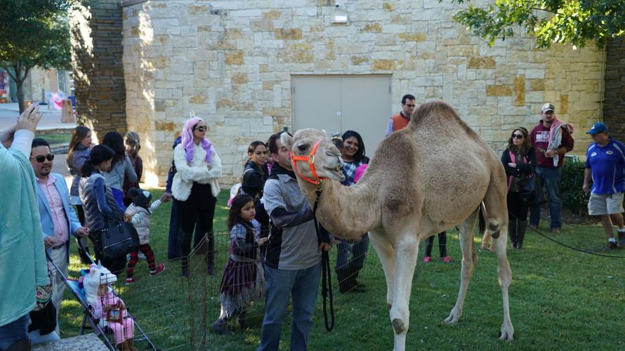 Humperdinck, the camel, to return to Castle Hills fall festival News