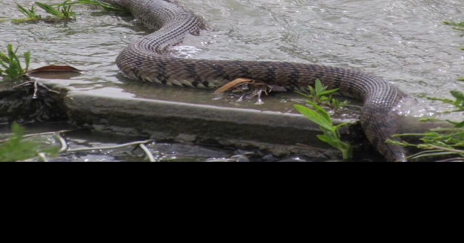 Snakes in the water Locals encouraged to be aware of wildlife near creeks, lakes Carrollton