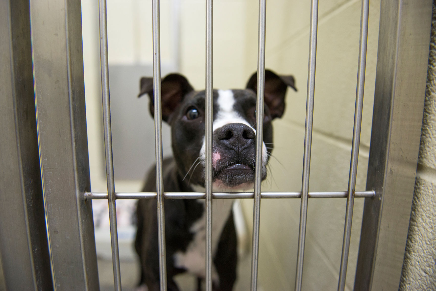 little elm animal shelter