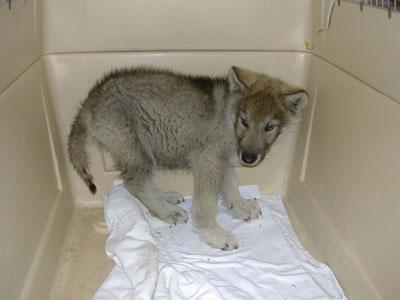 pure wolf puppies for sale in texas