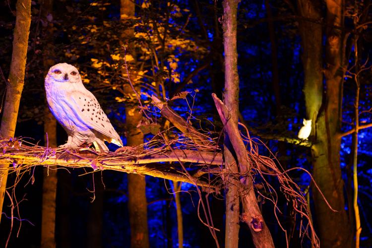 Harry Potter: A Forbidden Forest Experience to open in Little Elm, TX this  Fall