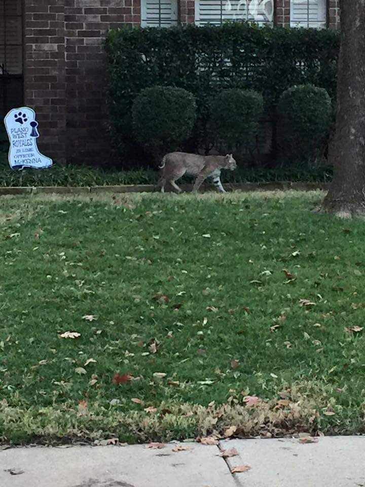 Bobcat Kills Plano Man S Small Dog Star Courier Bobcat Kills Man S Small Dog