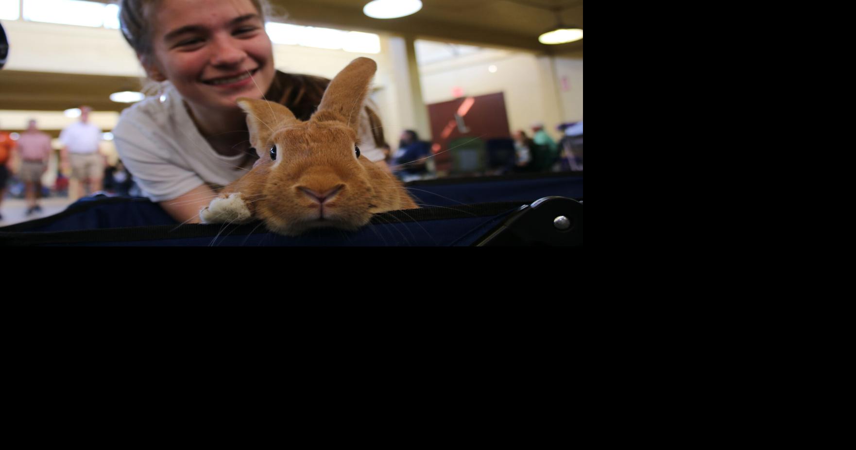No small feat: Plano student cinches ribbons with rabbit Zeus ...