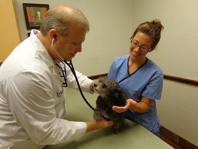 McKinney Animal Hospital in its 30th year in city | News |  