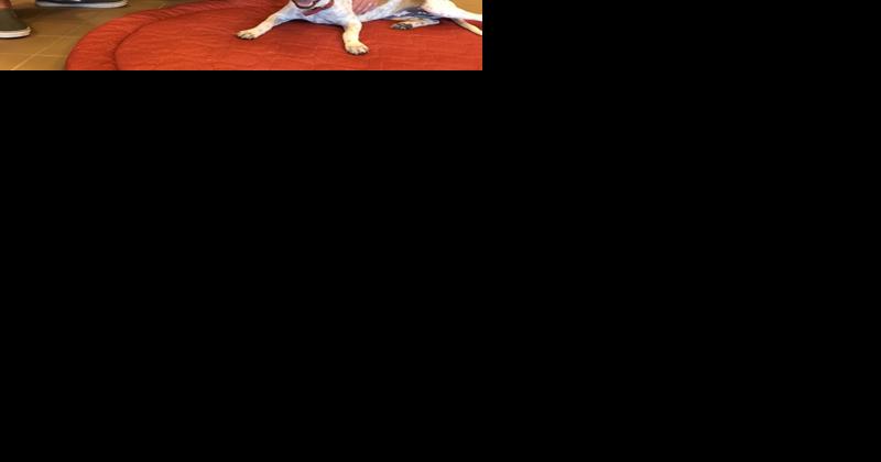 Mesquite News Roundup: Animal shelter has $14 adoption special through February - Vimarsana News
