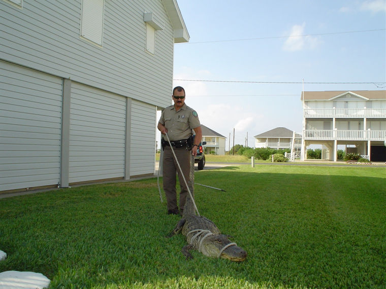 Biologist: Don’t feed gators at Lewisville Lake | News | starlocalmedia.com