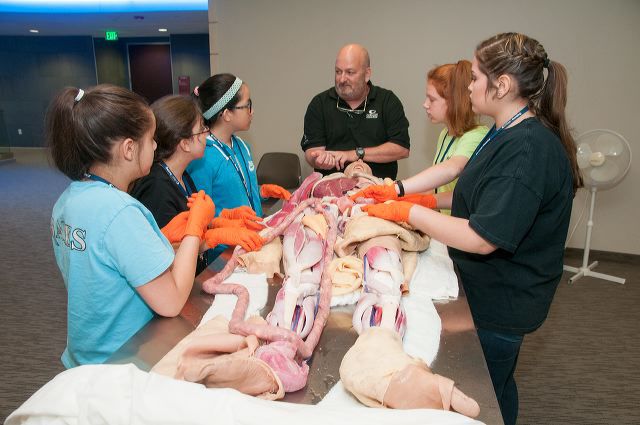 Collin College Offers Summer Camps For Middle And High School Students Plano Star Courier Starlocalmedia Com