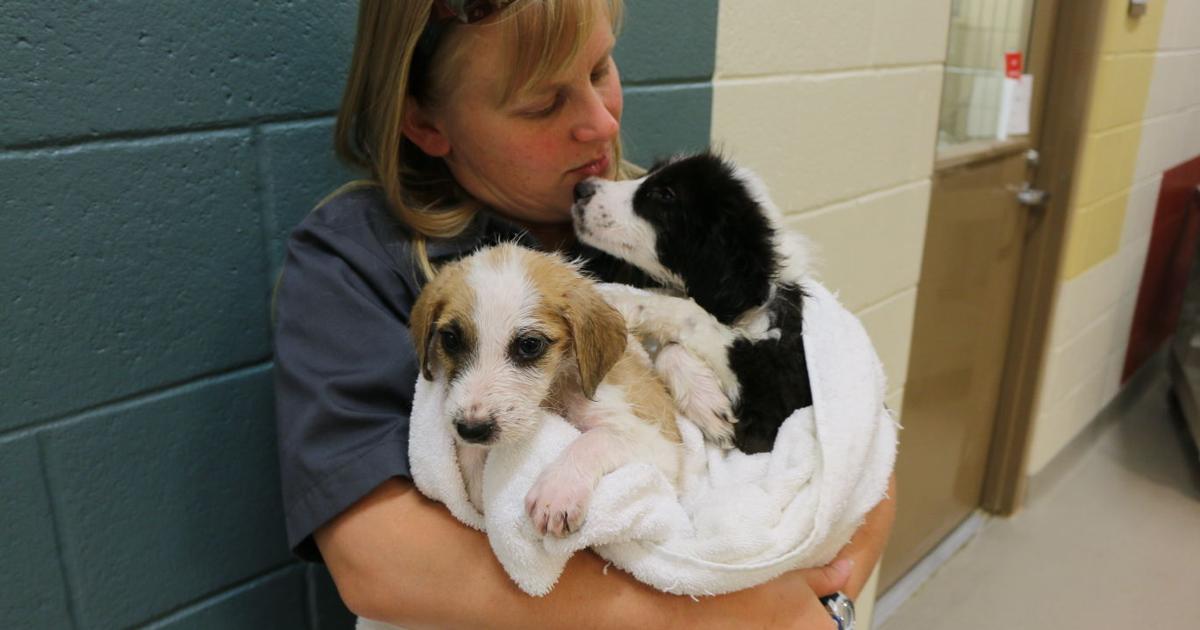 Shelter Staffs Gear Up To Clear Out