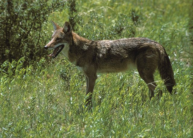 bobcat vs coyote