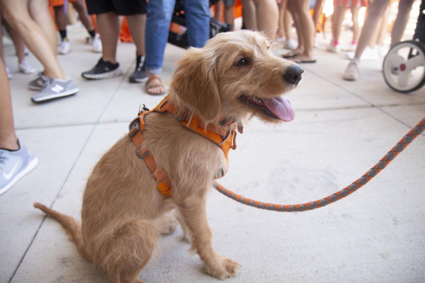 Locomotive, Chihuahuas welcome fans back in stands