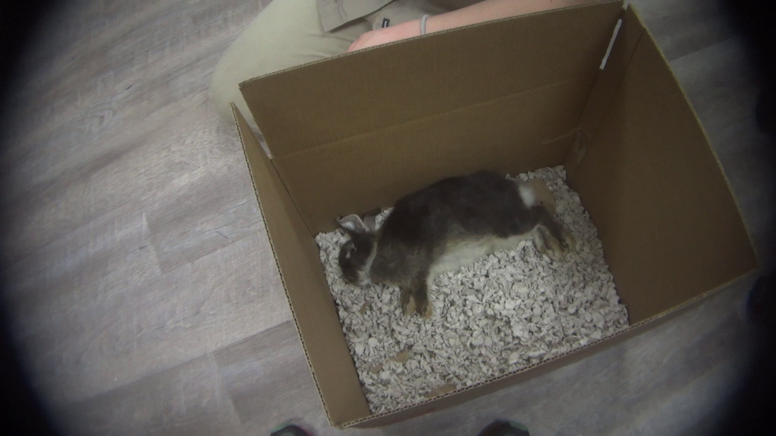 Petland Frisco Investigated After Humane Society Us Allegations News Starlocalmedia Com