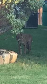 UPDATE: Bold Bobcat That Attacked Pets Has Been Shot