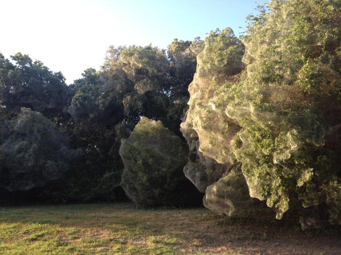 Does This Photograph Show a Park Covered with Spider Webs?