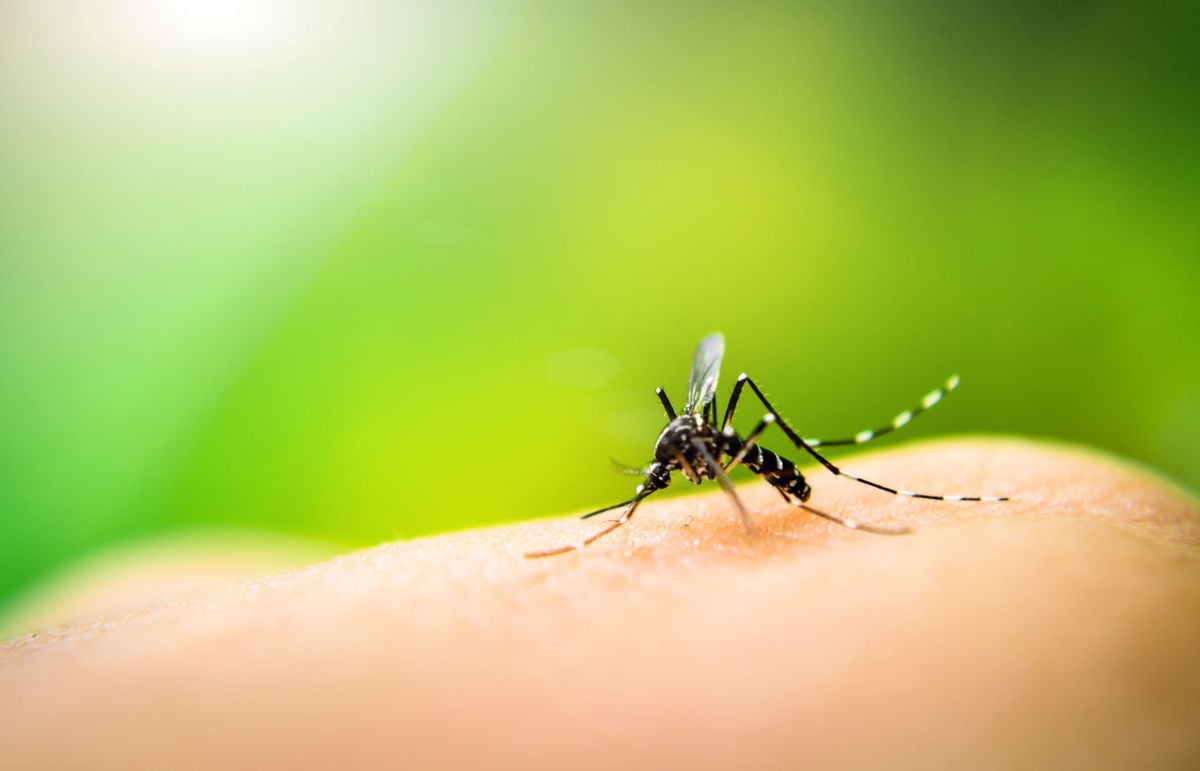 Officials confirm West Nile virus in Harrison County