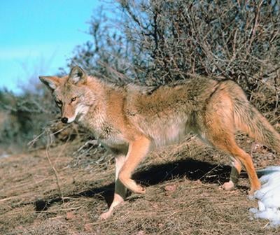 Coyote Sightings In Mesquite News Starlocalmedia Com