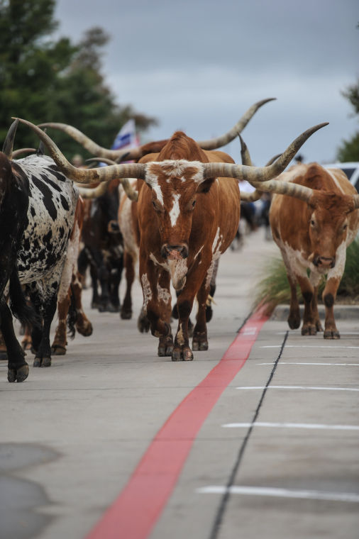 Texas Stampede Cattle Drive Allen American